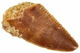 Serrated, Raptor Tooth - Real Dinosaur Tooth #269372-1